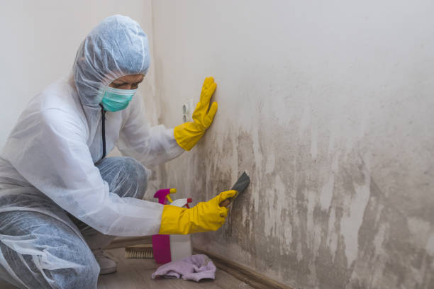Best Certified Mold Removal  in North Cape May, NJ
