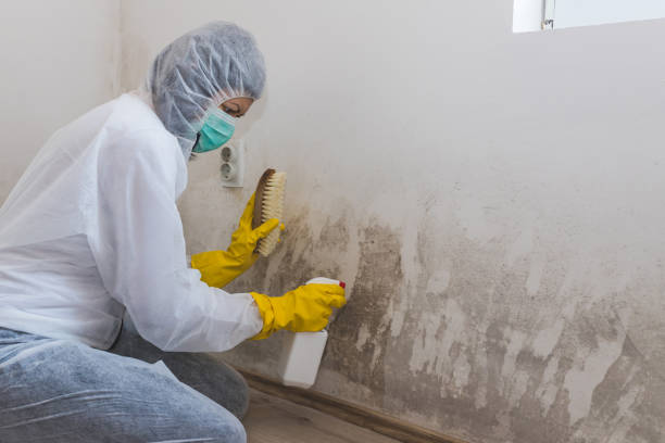 Best Toxic Mold Removal  in North Cape May, NJ