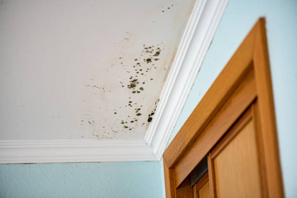 Best Commercial Mold Removal  in North Cape May, NJ