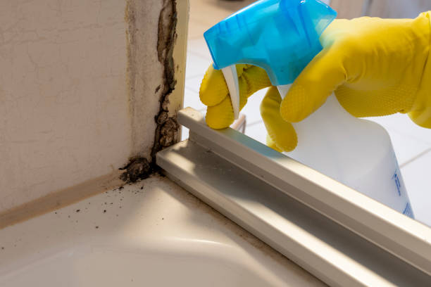 Best Attic Mold Removal  in North Cape May, NJ