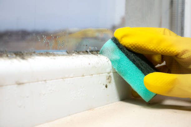 Professional Mold Removal in North Cape May, NJ