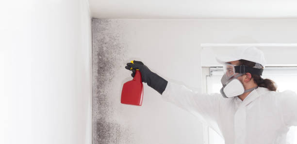 Best Same-Day Mold Removal  in North Cape May, NJ