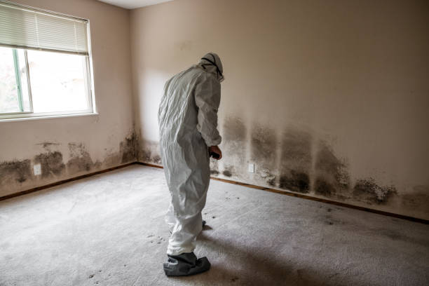 Trusted North Cape May, NJ Mold Removal Experts