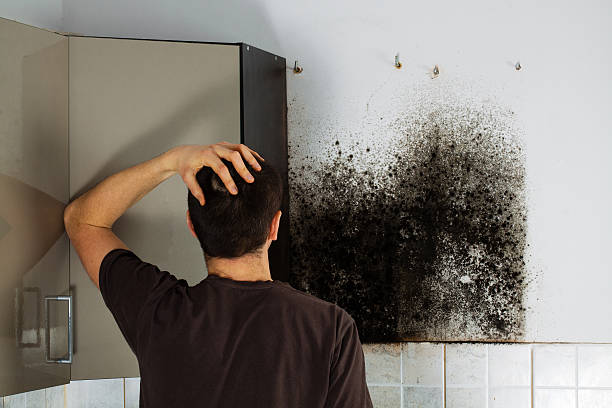 Best Mold Cleaning Services  in North Cape May, NJ