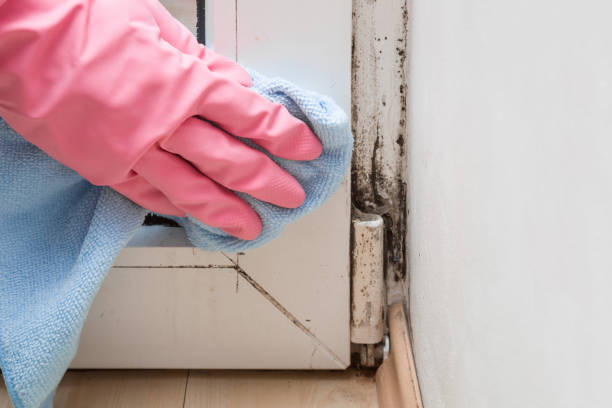 Certified Mold Removal in North Cape May, NJ