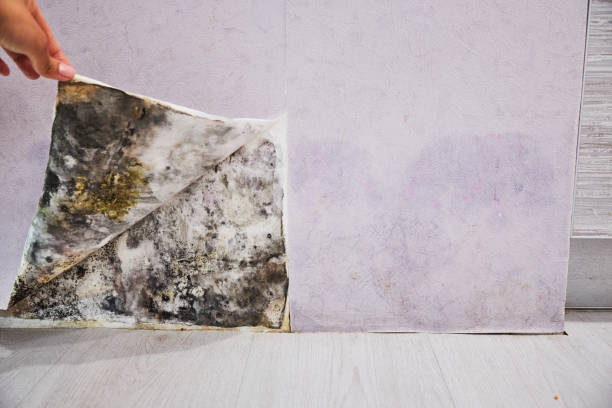 Best Emergency Mold Removal  in North Cape May, NJ